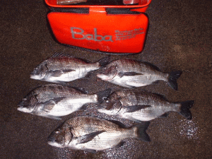 �{���̒މ�