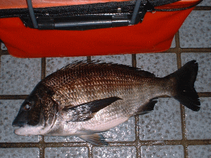 �{���ő�́A�S�V�����P�D�V����