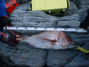 ��X�U�X�����I�I