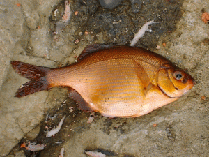 ��t�̕��ł͉��F���ۂ��̂�����݂������������w�C�^�i�S�x�H