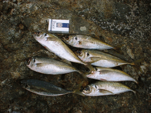 �Ȃ��Ȃ��ǌ^�̃A�W�ł���H