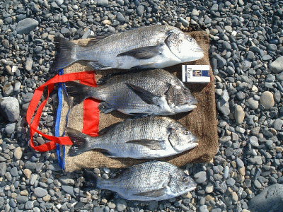 �����̒މ�