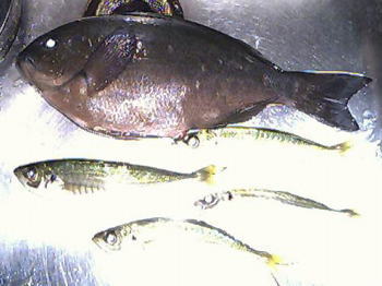 �A�W������������āE�E�E�B