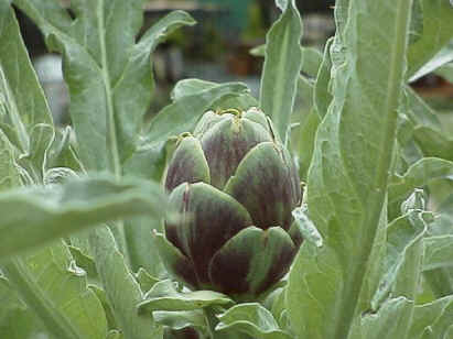 kou_artichoke.jpg (54289 oCg)