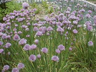 koy_chives.jpg (119651 oCg)