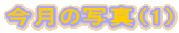 �����̎ʐ^�i1�j