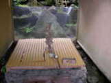 第十二番 岩間寺