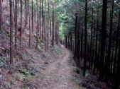 高野山　町石道