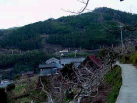 高野山　町石道