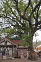 熊野古道　熊野市　木本神社