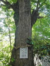 藤白神社