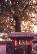 新熊野神社