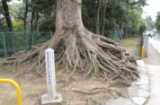 大鳥神社