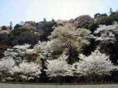 大和街道　根来寺