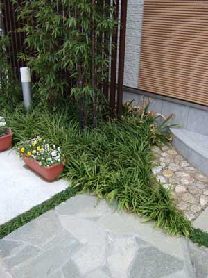 リュウノヒゲという下草を植えました。リュウノヒゲは、どんな環境にも強く、何かと便利な下草です。触った感触も芝生みたいで気持ち良いです。