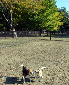 小金井公園ドッグラン