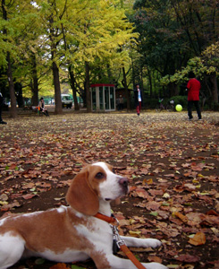 羽根木公園