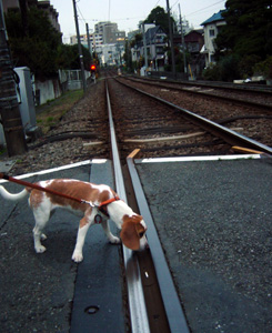 線路怖くない?