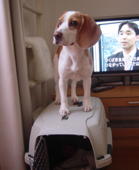 高いとこすきなの
