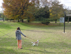 いつもの公園に