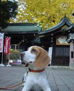 八幡様の銀杏
