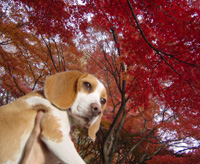 紅葉がきれい