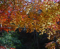 紅葉がきれいです