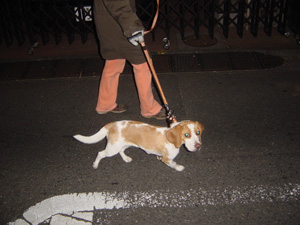 夜も元気