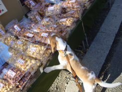 お煎餅に突進