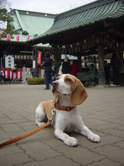 妙法寺