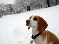鼻の頭に雪が
