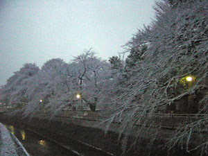 東京に雪が降りました
