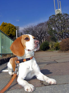 西郷山公園に行ったの