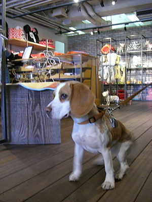代官山の”PET PARADISE”に連れて行ってもらったの!