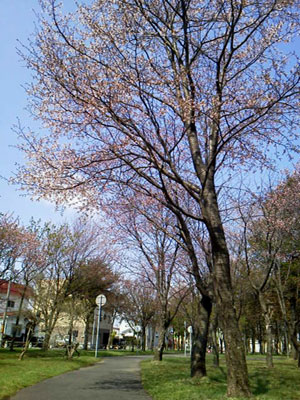 桜
