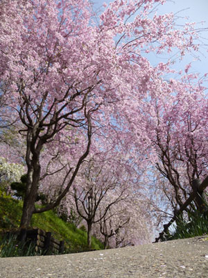 しだれ桜