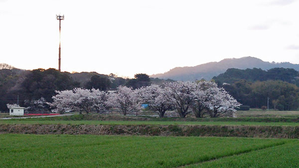 桜