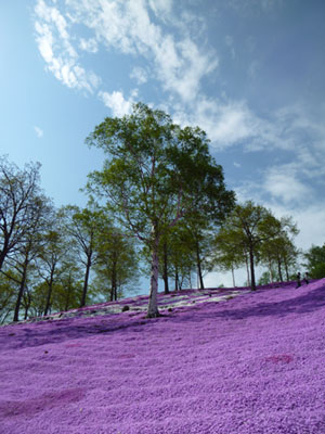 芝桜&チューリップ
