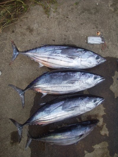  60cm@5kg ȏ゠܂