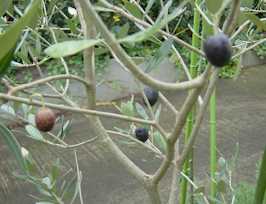 olive.jpg (9734)
