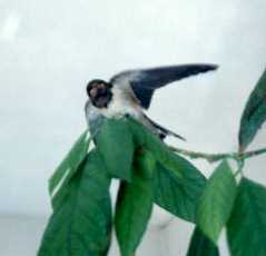 swallow.jpg (5132 バイト)
