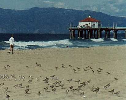 birds.jpg (16908)