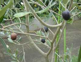 olive.jpg (9734)