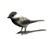 sparrow.gif (5080 oCg)