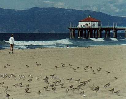 birds.jpg (16908 oCg)