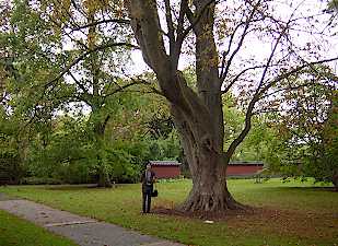 tree.jpg (20621 oCg)