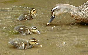 Baby Ducks