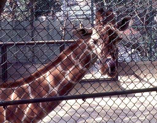 Giraffe's Tongue