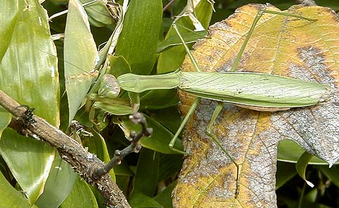 Mantis Attack Spider