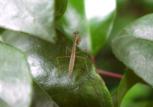 Baby Mantis